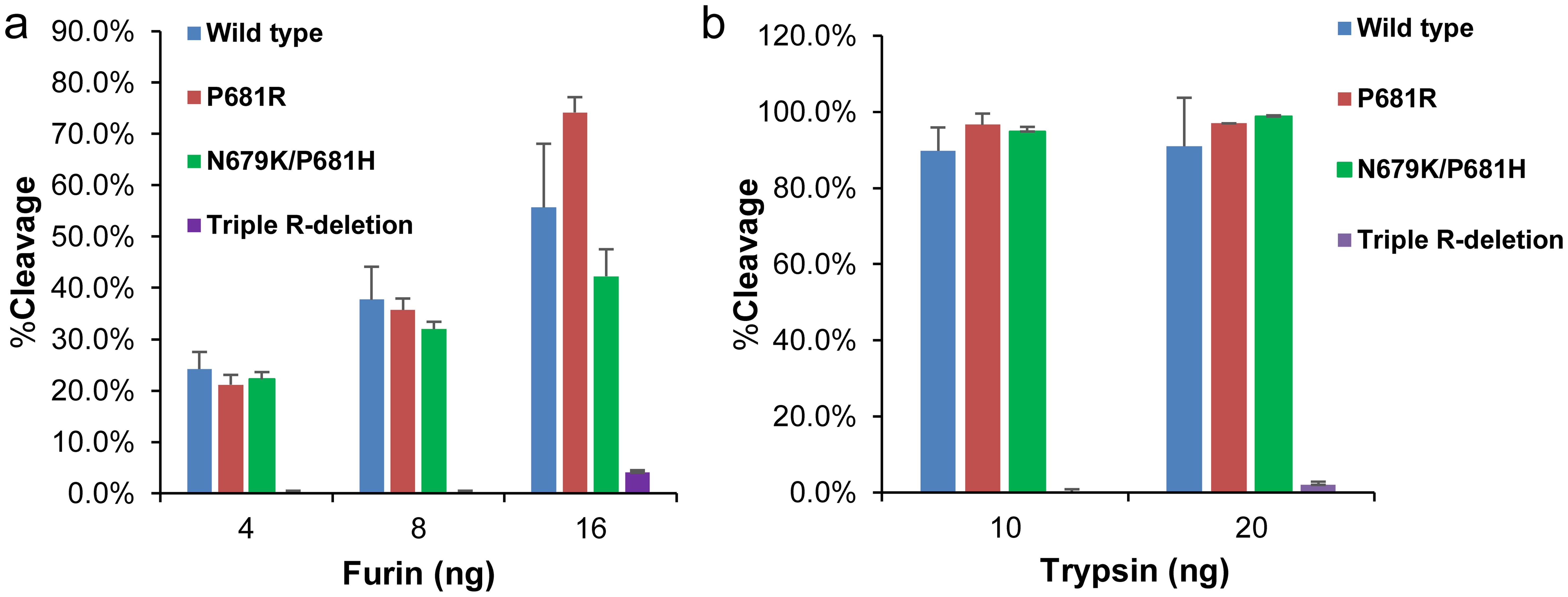 Cleavage of the SARS-CoV-2 wild-type, P681R, N679K/P681H and triple R-deletion mutant FCS by the serine proteases at different concentrations.