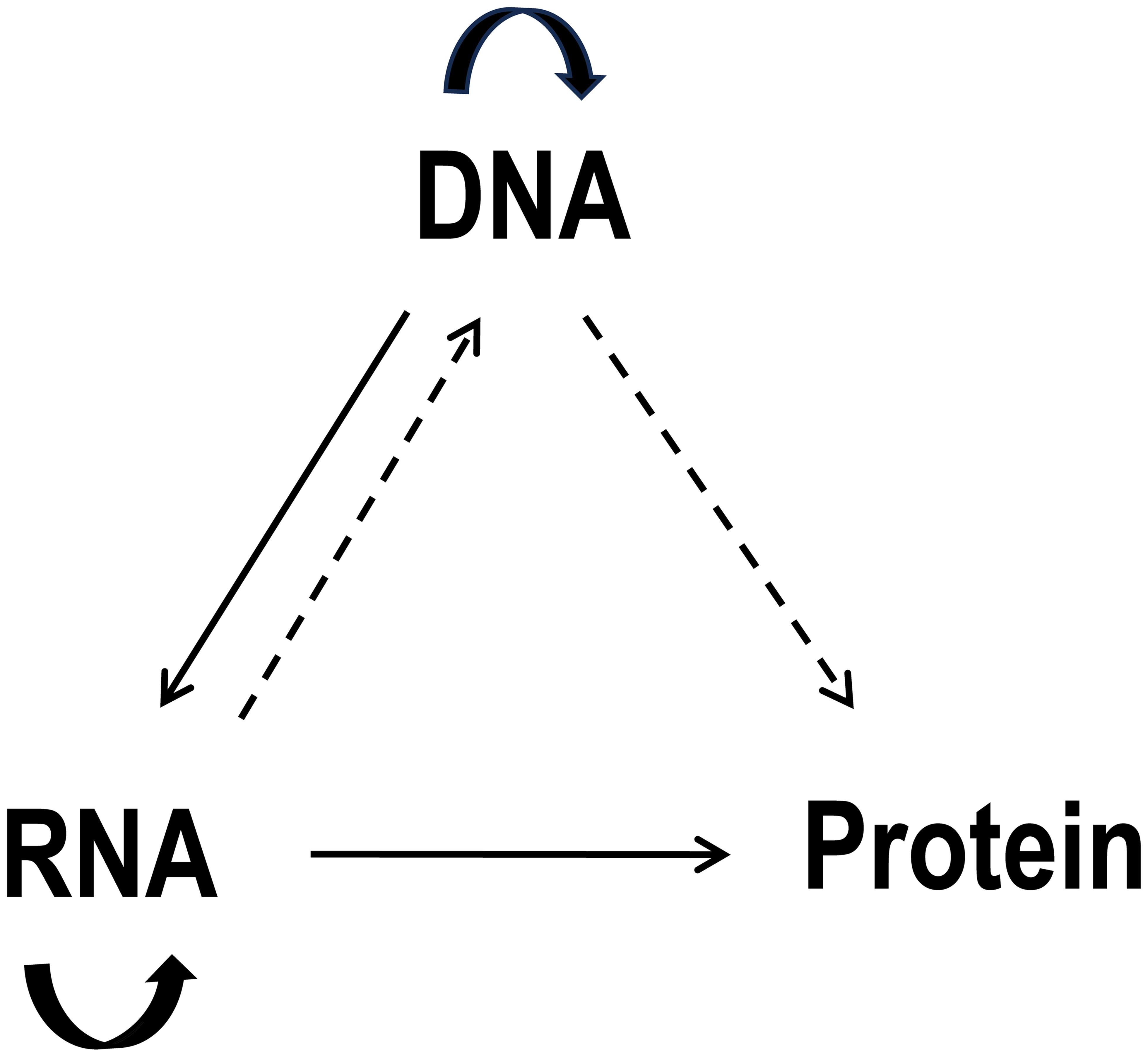 The diagram describes the central dogma of molecular biology.
