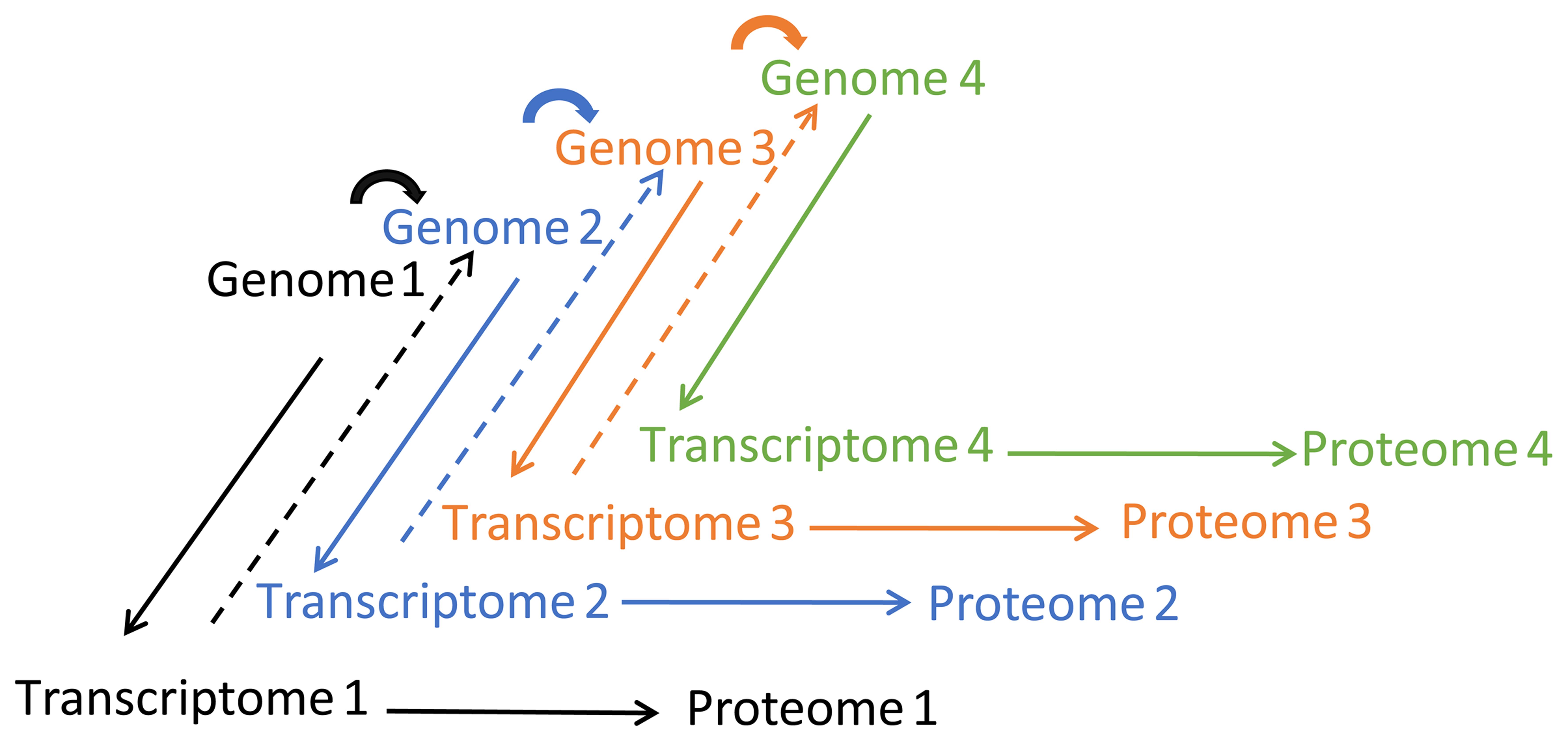 The diagram describes the genome evolution and evolution of gene expression (transcriptome and proteome evolution).