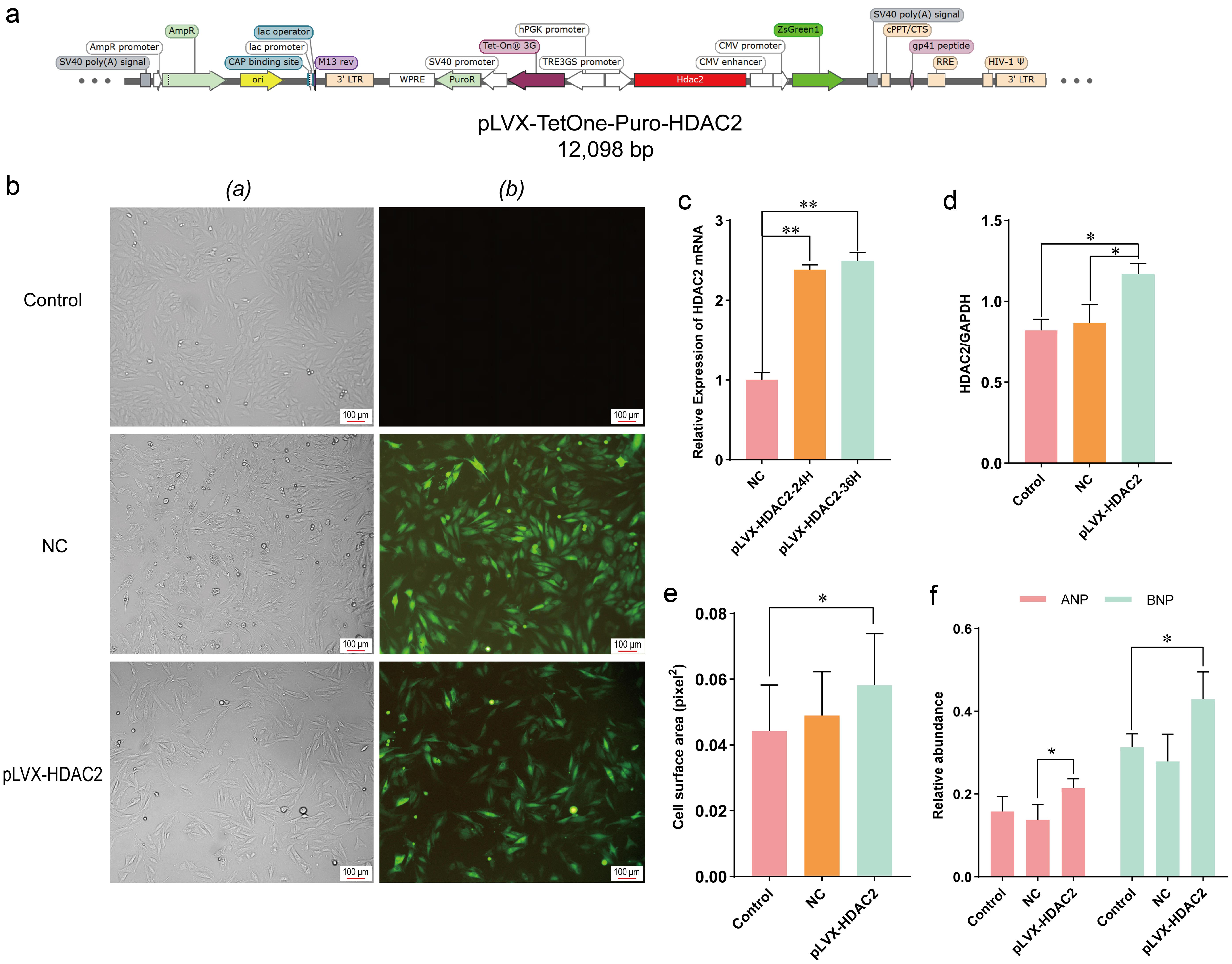 Validation of indicators of cardiac hypertrophy cell model.