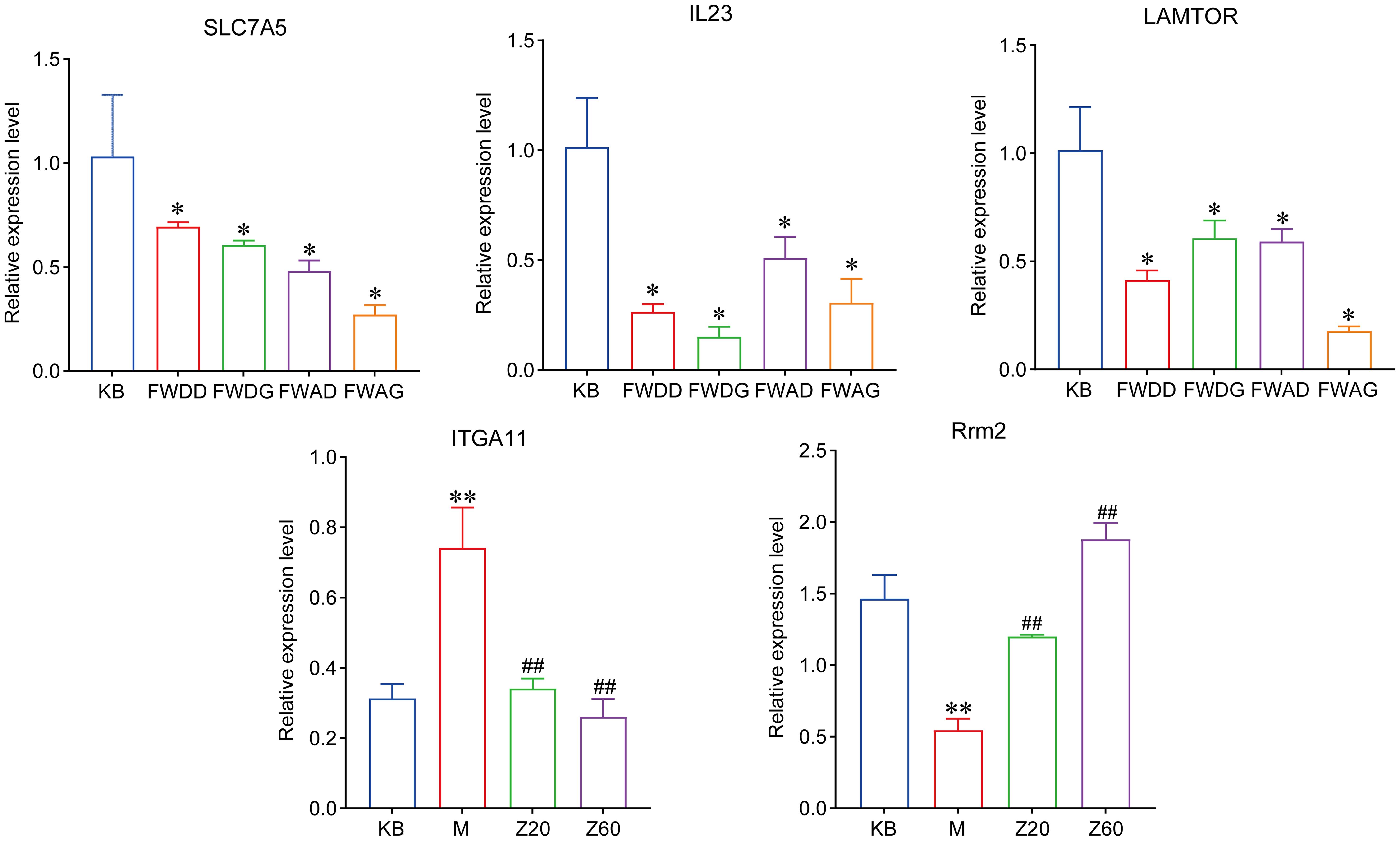 qRT-PCR validation of differentially expressed genes (*<italic>p</italic> < 0.05, **<italic>p</italic> < 0.01 vs. the KB group; <sup>##</sup><italic>p</italic> < 0.01 vs. the M group).