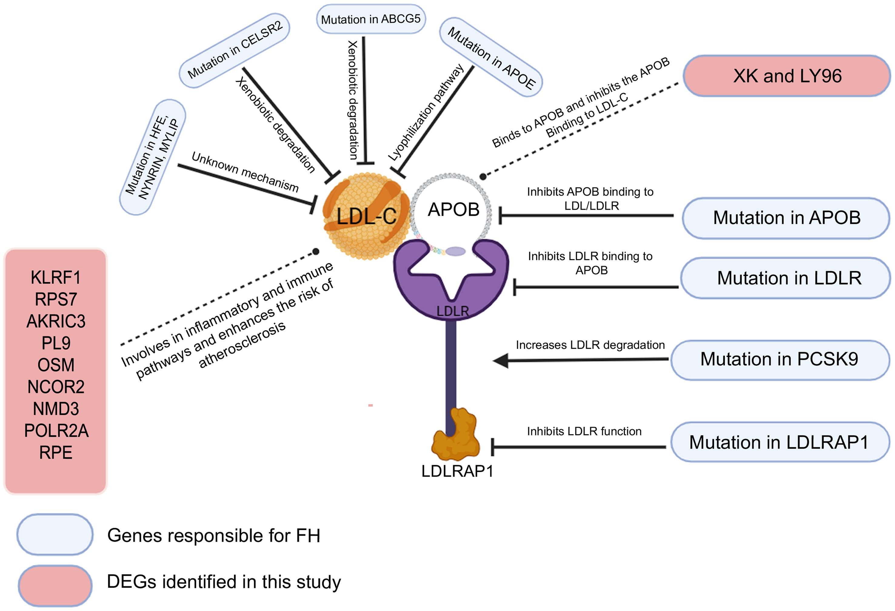 Schematic representation of genes responsible for FH and new DEGs identified in this study.