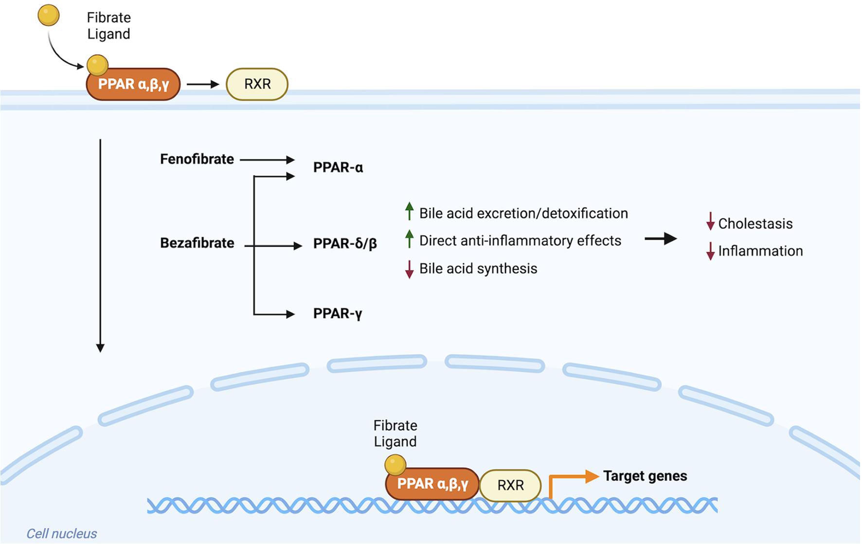 Proposed mechanisms of action of fibrates in PBC.