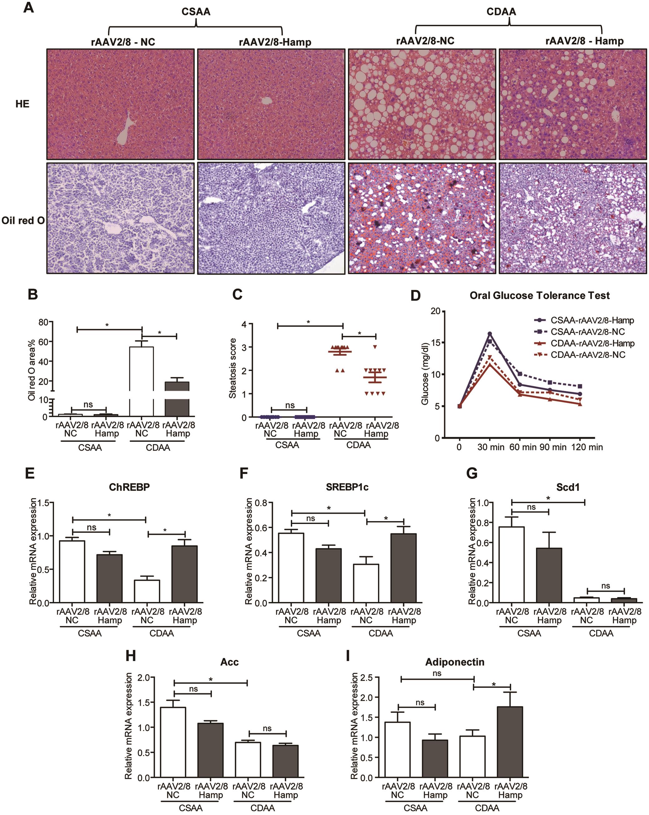 rAAV2/8-Hamp treatment showed anti-steatotic properties in CDAA-fed mice.