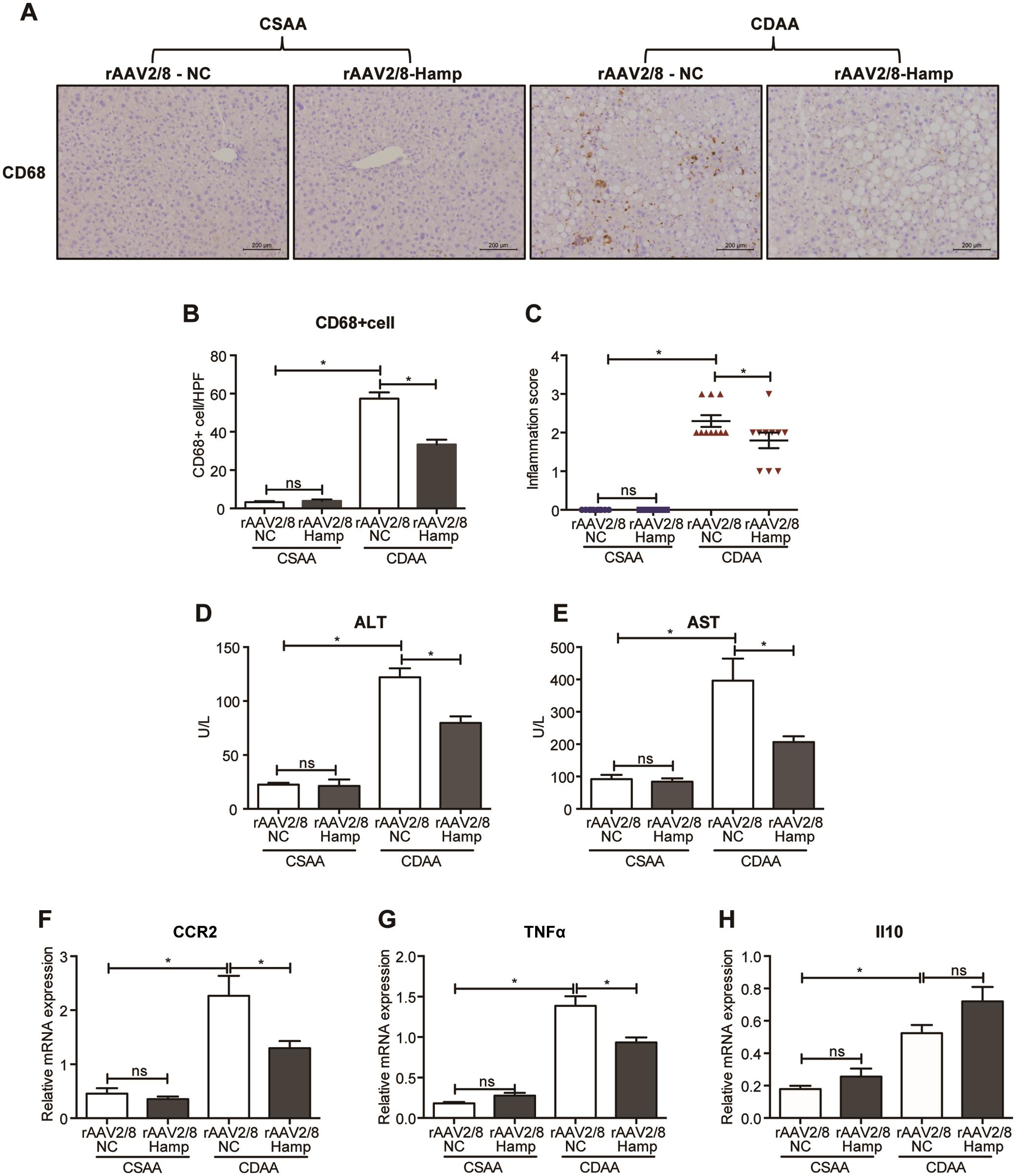 rAAV2/8-Hamp treatment suppressed hepatic inflammation in CDAA-fed mice.