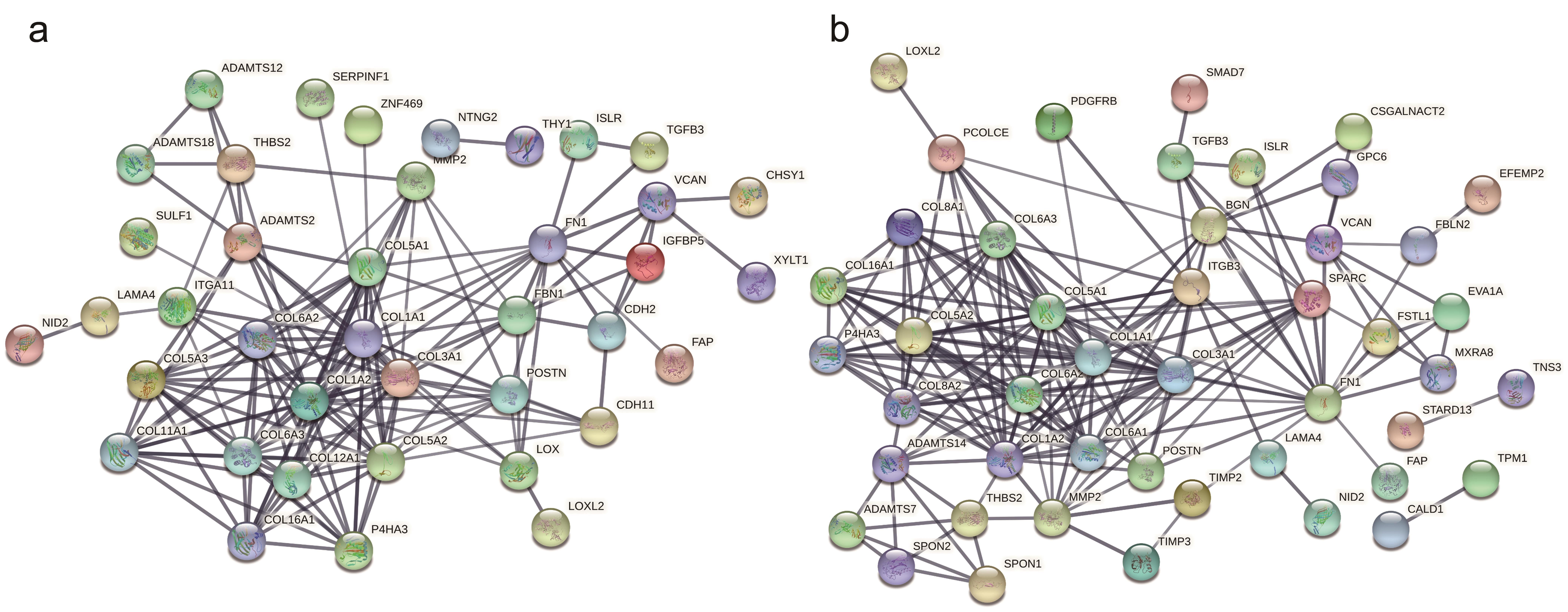 PPI network of the core targets in the pathogenesis of RUNX2 for LUAD (a) and LUSC (b).