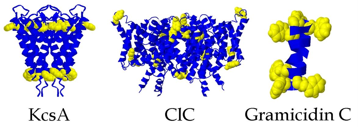 Schematic representations (from solid state structures) of the KcsA K<sup>+</sup>-conducting channel (PDB: 1BL8), the ClC Cl<sup>−</sup>-conducting channel (PDB: 1KPK), and the gramicidin variant known as “C” (PDB: 1JO4).<sup>3,6,14,15</sup>