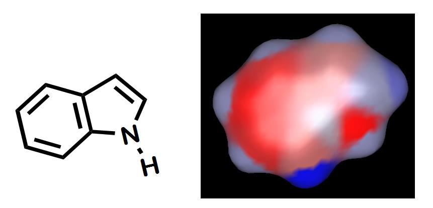 Structure of indole represented in a line angle drawing and in a surface charge metaphor.