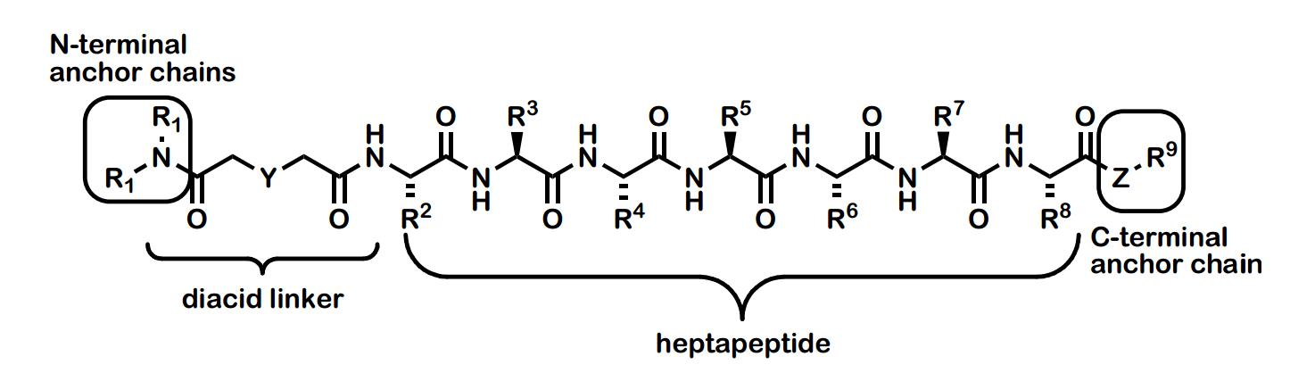 Synthetic anion transporters (SATs). The four basic modules are illustrated and numerous structures were prepared that incorporate variations in each module.