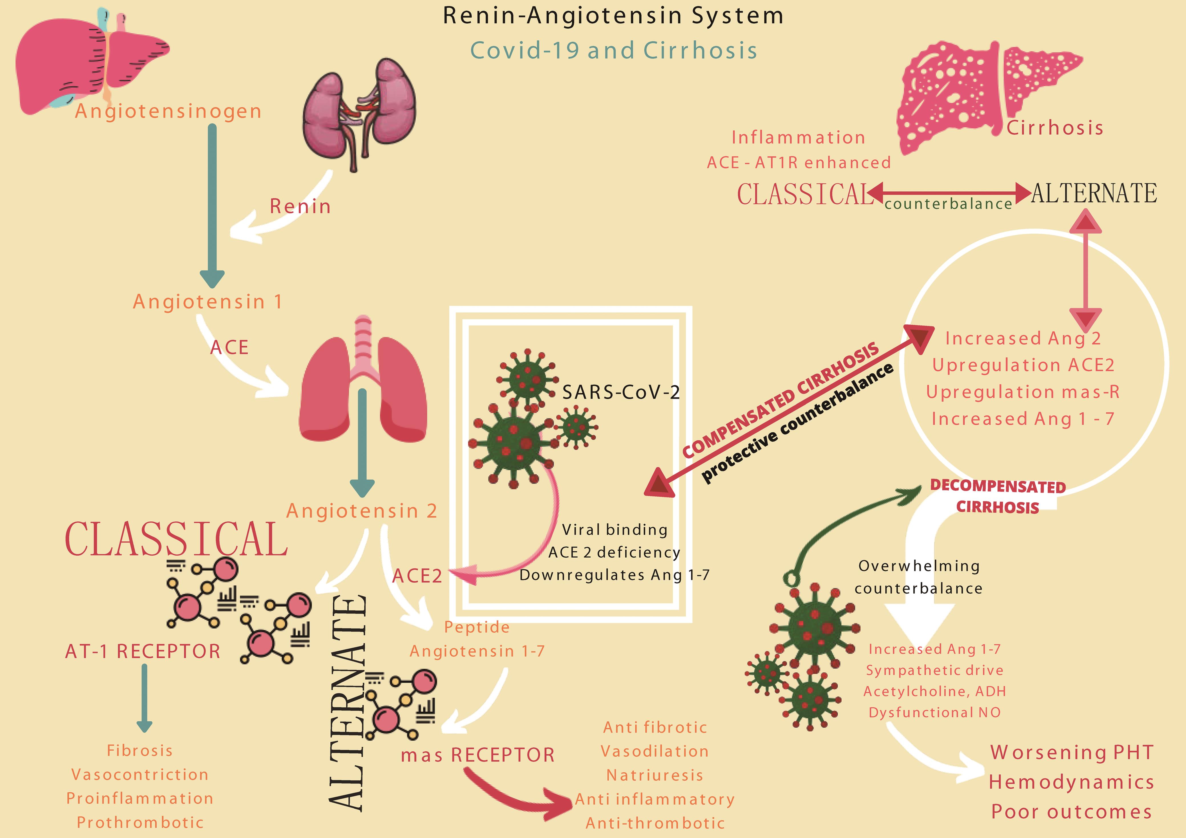 RAS and its central role in pathophysiology of COVID-19 and cirrhosis.