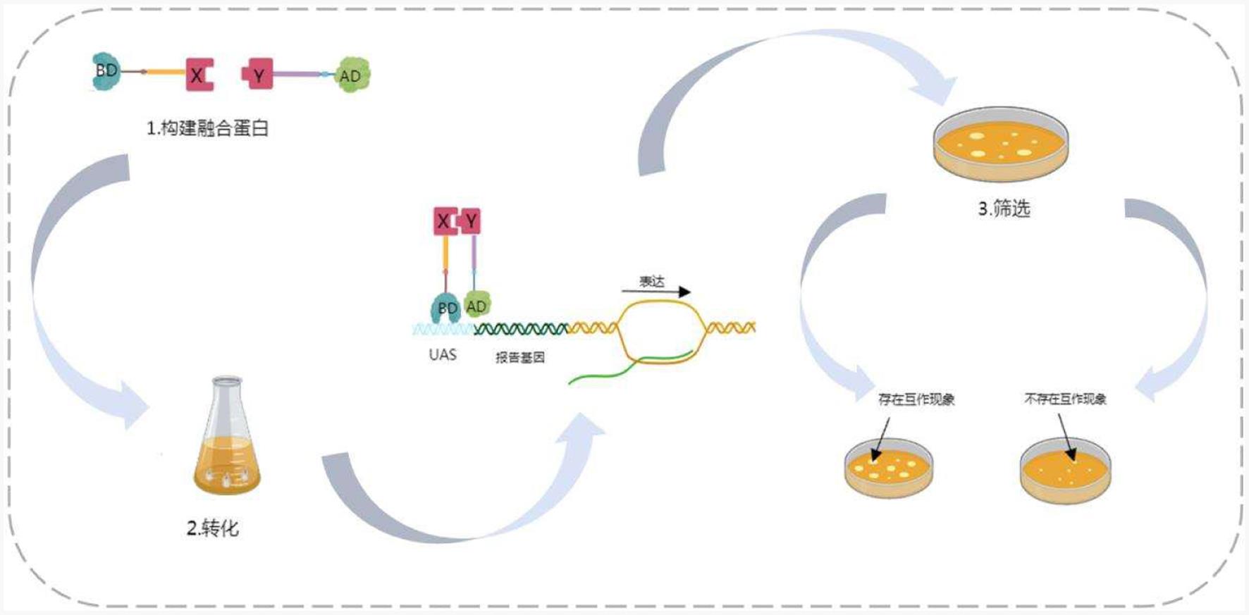 酵母双杂交流程图