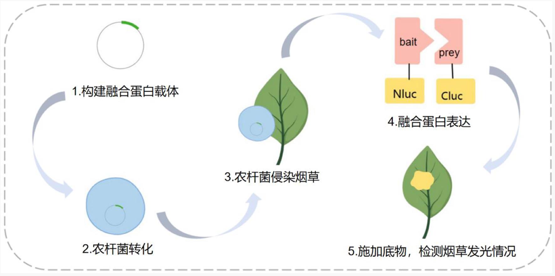 荧光素酶互补流程图