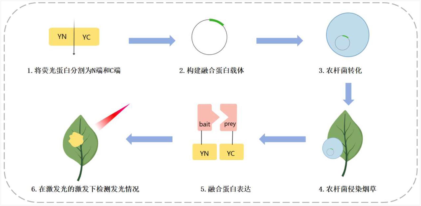 双分子荧光互补流程图