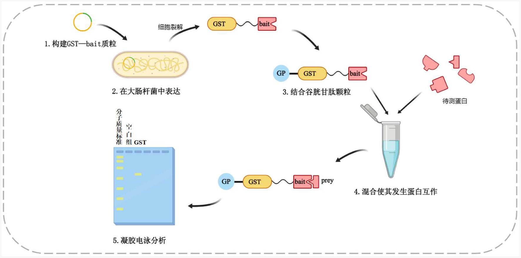 GST-pull down流程图