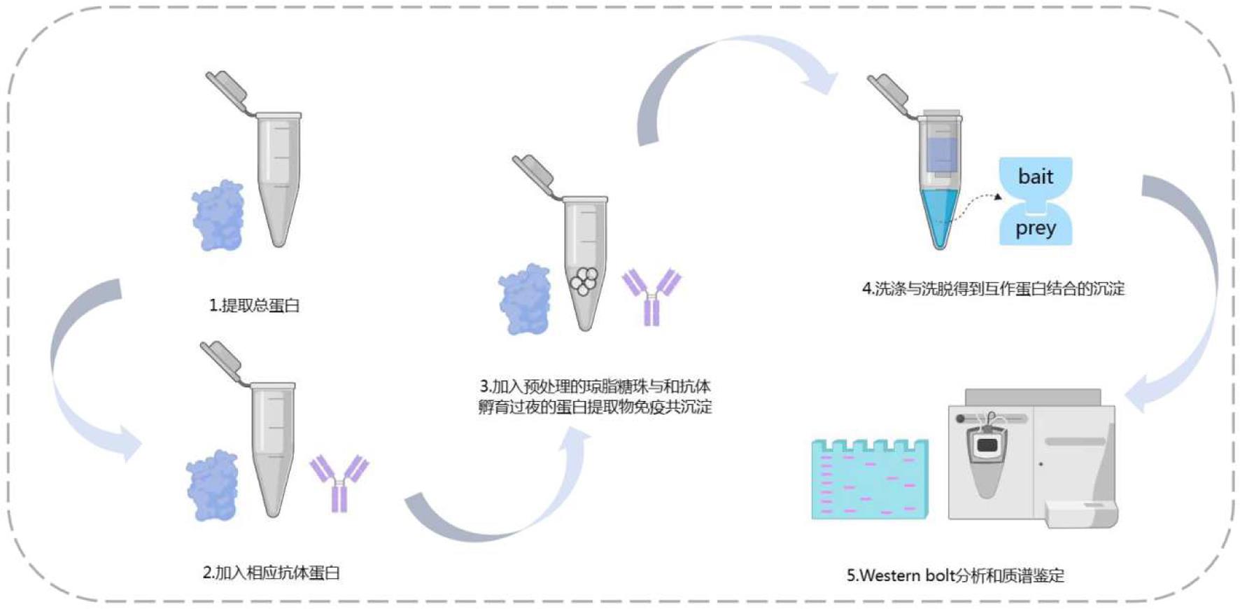 免疫共沉淀流程图