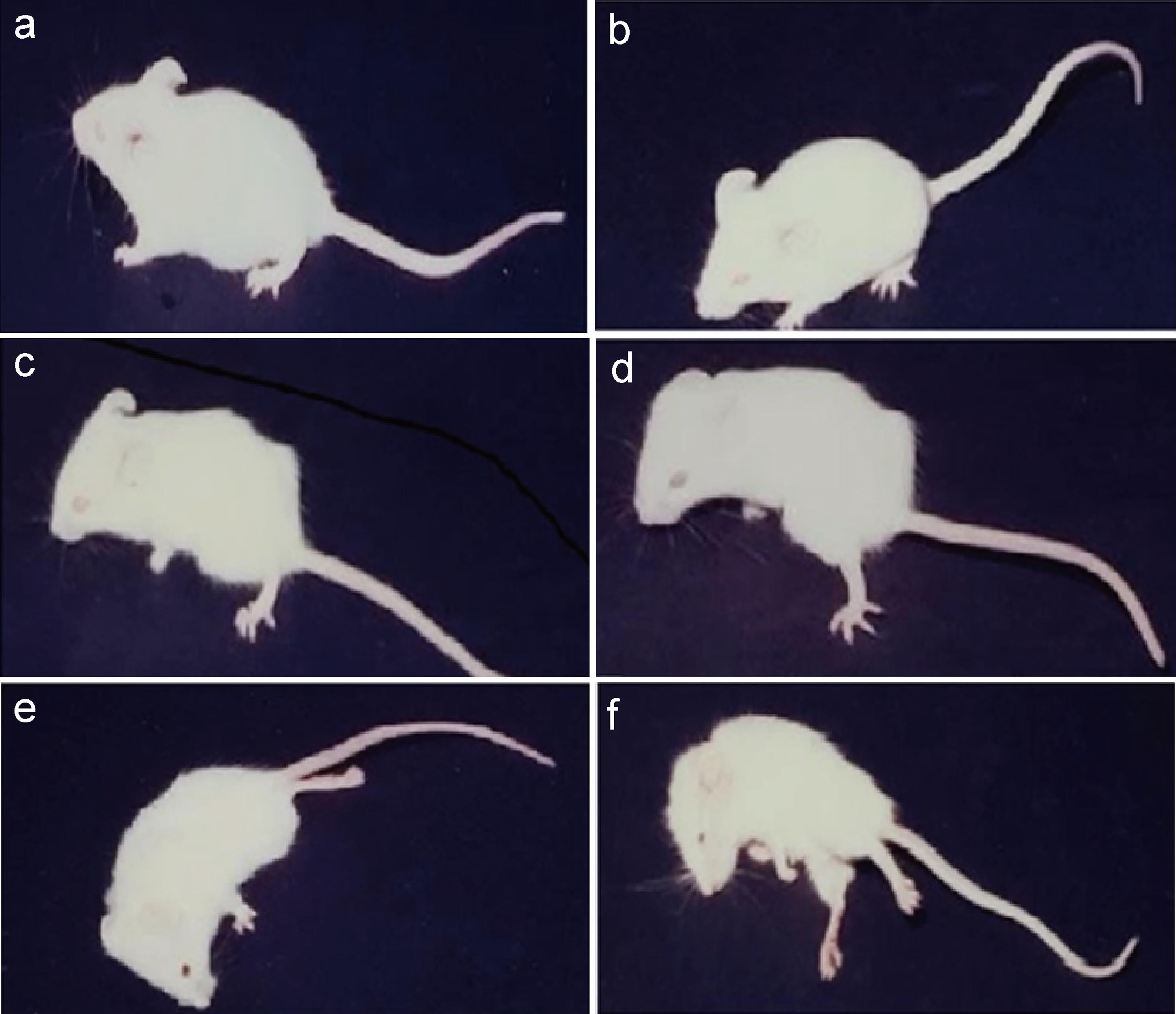 Mice treated with PMMA-loaded tetanus toxoid.