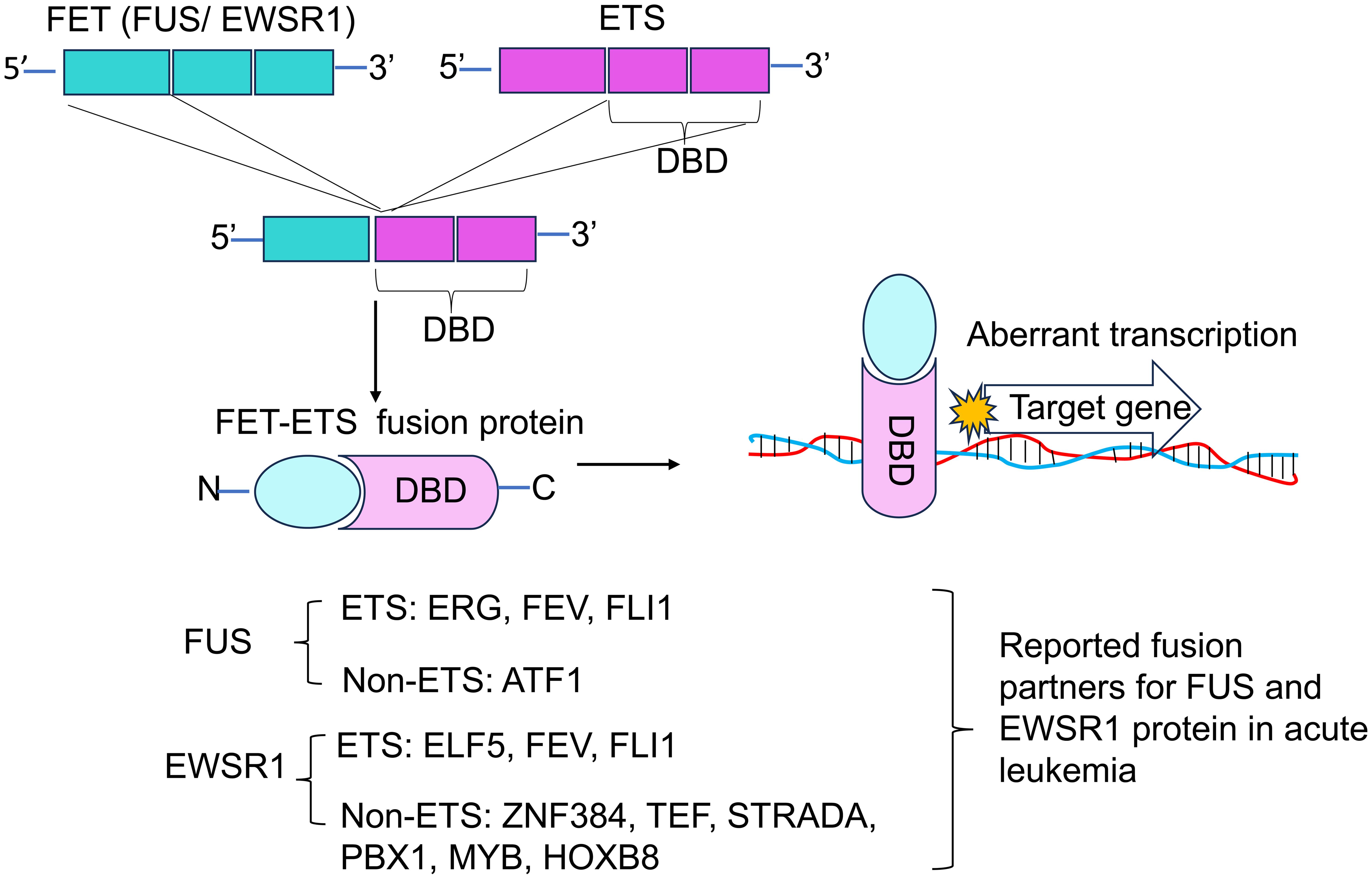 Schematic representation of the pathogenic mechanism of FET-ETS fusion proteins and reported fusion partners for <italic>FUS</italic> and <italic>EWSR1</italic> in acute leukemia.