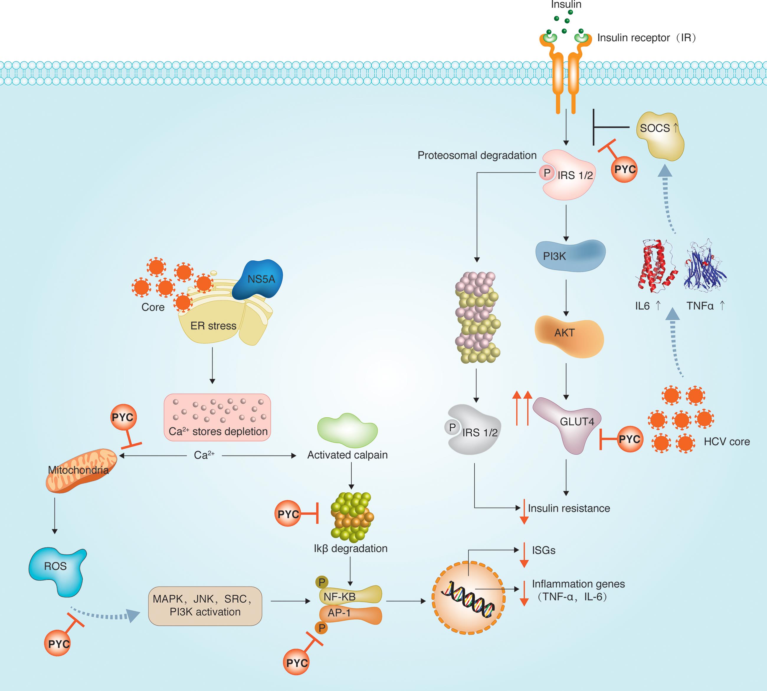 Schematic model of possible actions of Pycnogenol® against hepatitis C virus-associated type 2 diabetes.