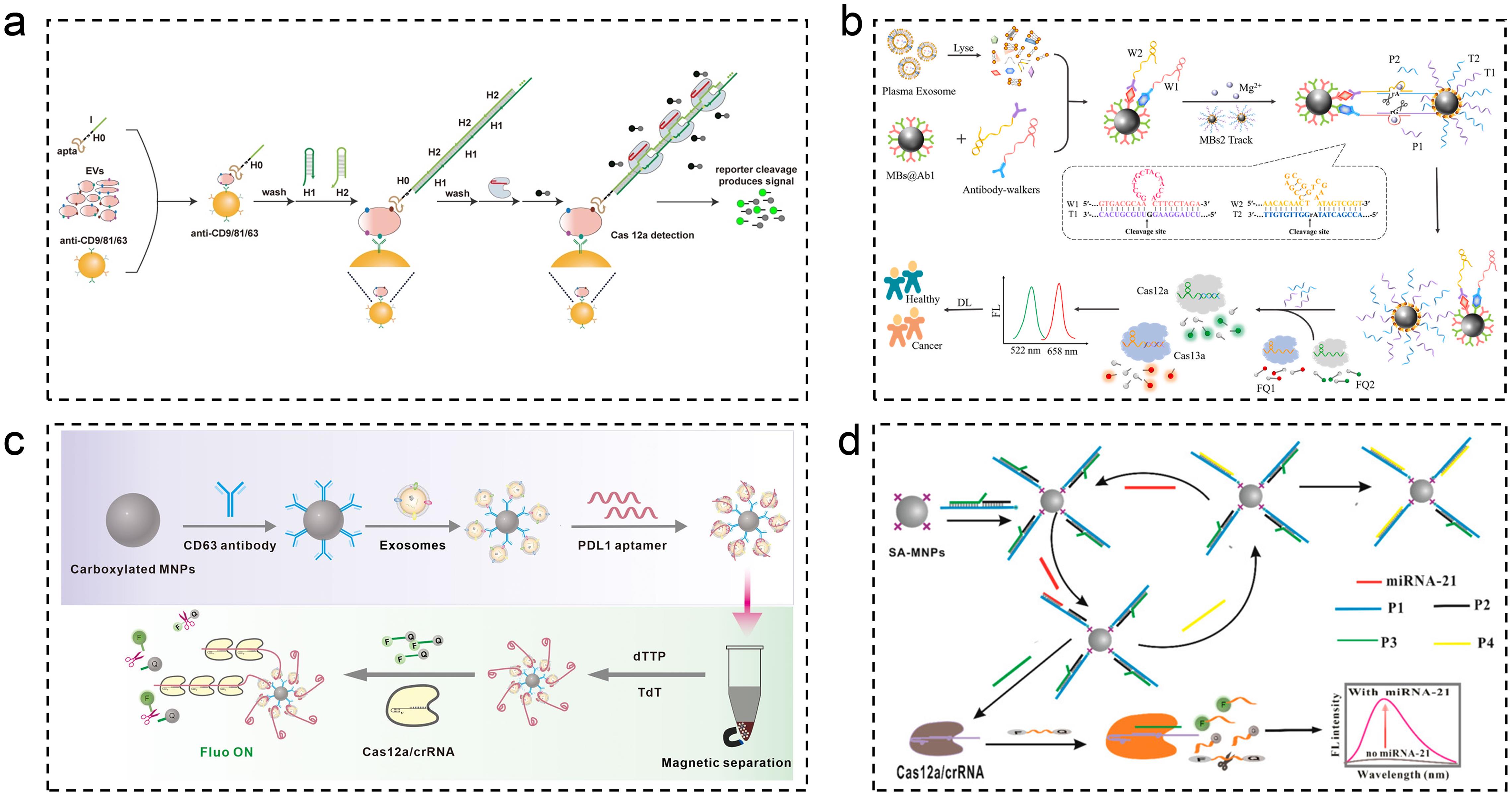 The CRISPR-Cas system combined with multiple signal amplification strategies can detect tumor exosome components.