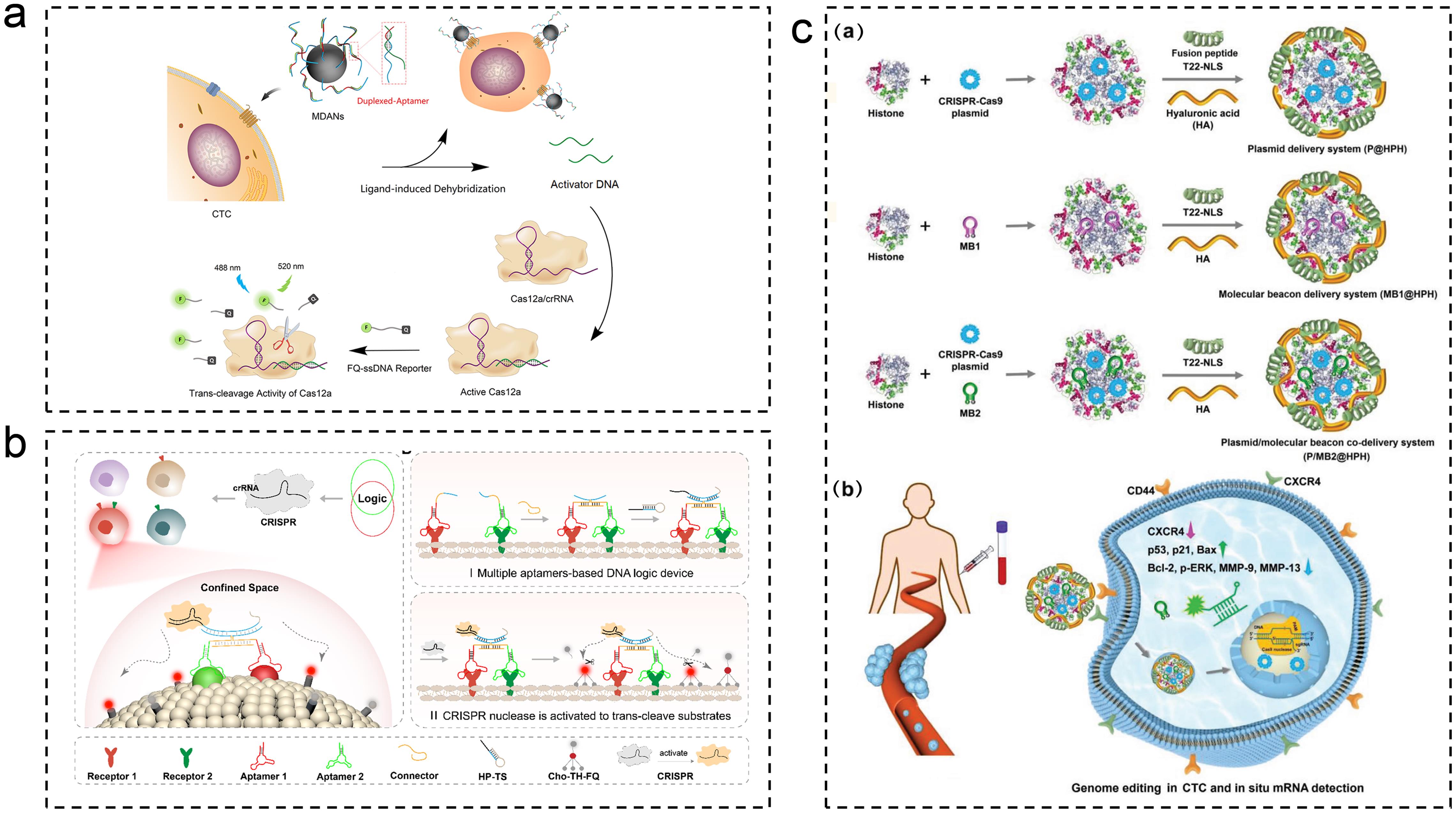 An innovative CTC detection system, utilizing DNA aptamers and CRISPR-Cas effectors, was devised to attain precise capture and precise detection of CTC.