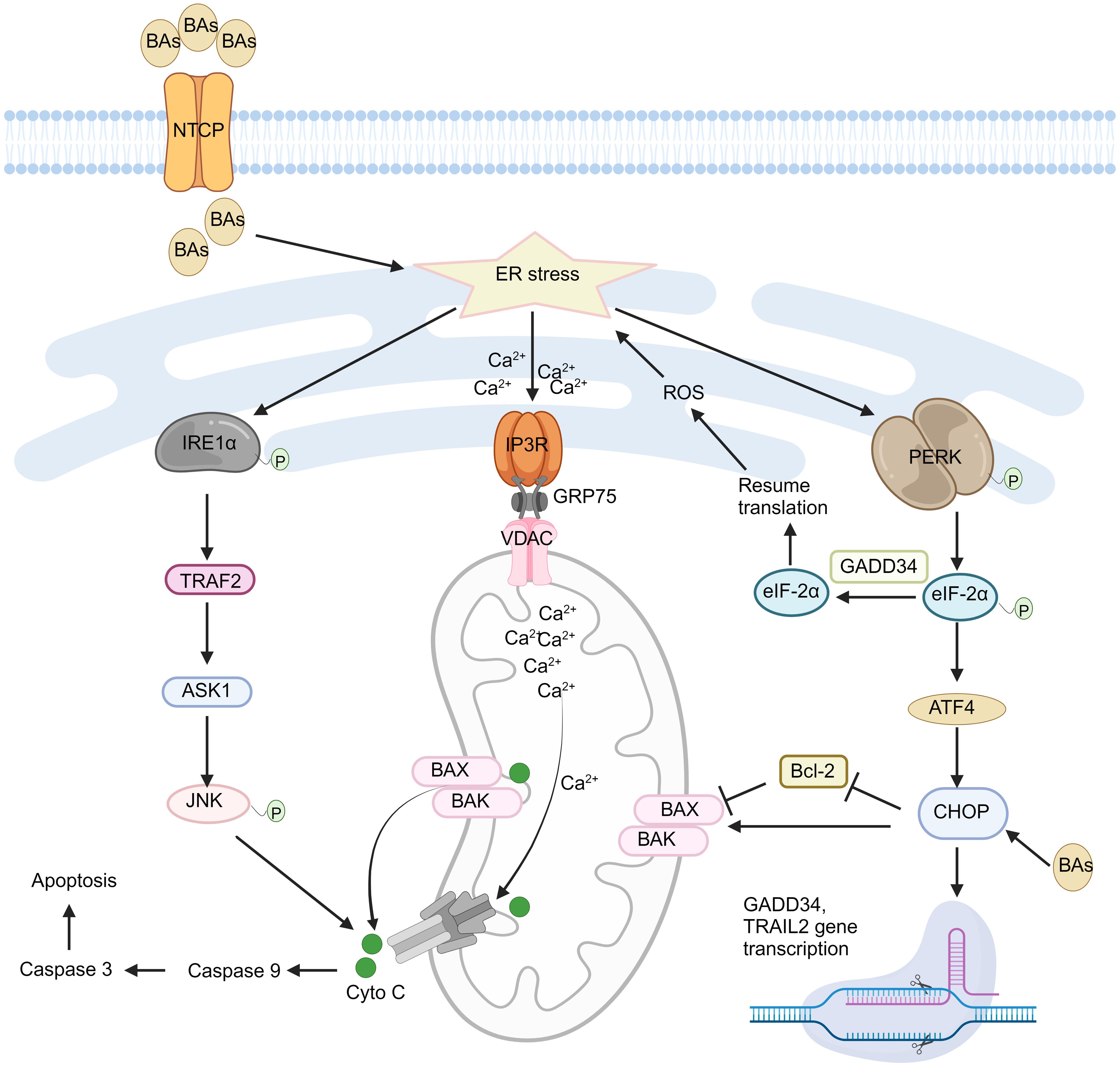 Pathways leading to apoptosis induced by ER stress are depicted, including ER calcium release, activation of JNK, upregulation of pro-apoptotic BCL-2 family members, ROS production, and the proapoptotic transcription factor CHOP.